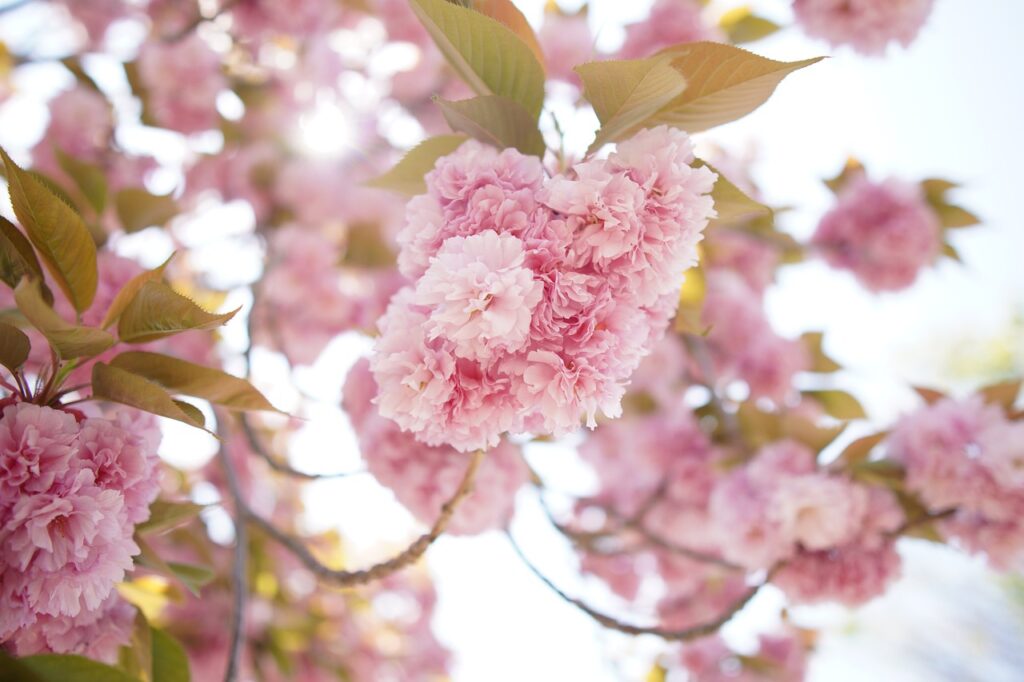 trees with pink flowers