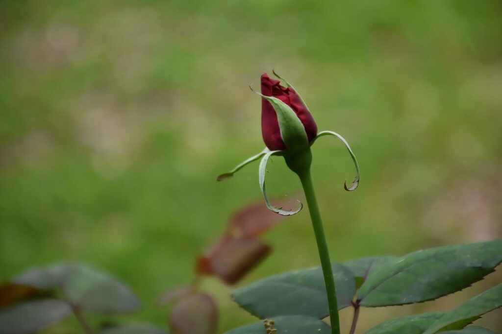 eastern red-bud