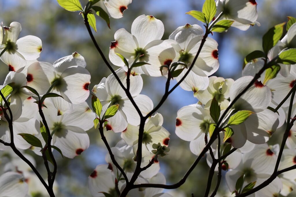 dogwood