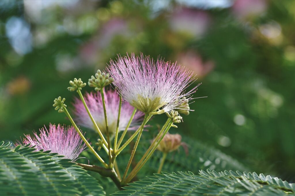 silk tree