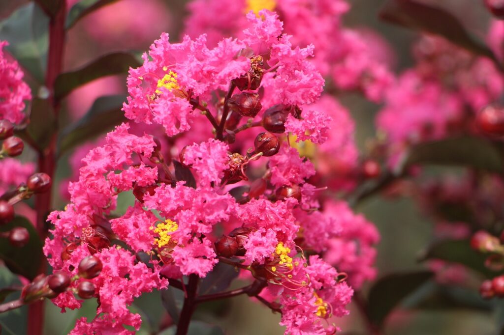 crape myrtle
