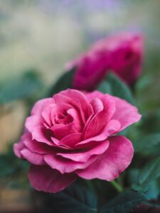 rose