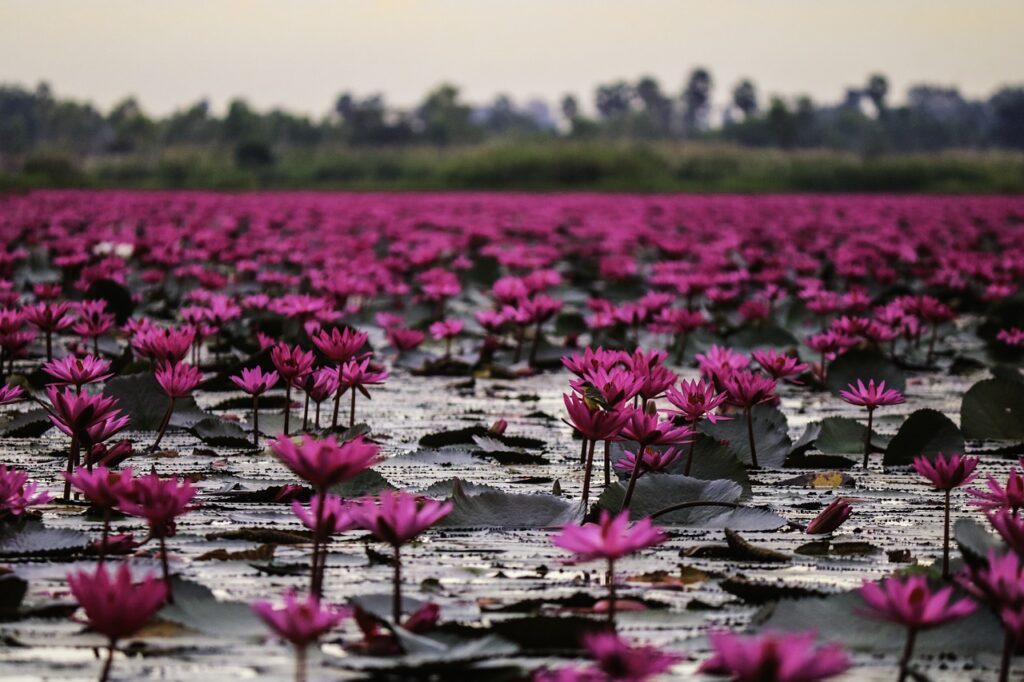 lotus flowers