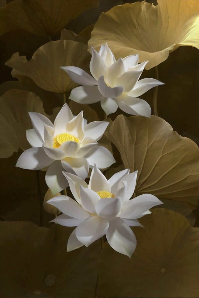 lotus flowers