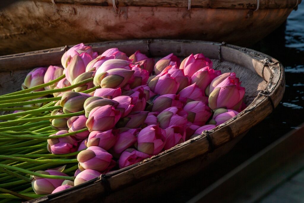 lotus flowers