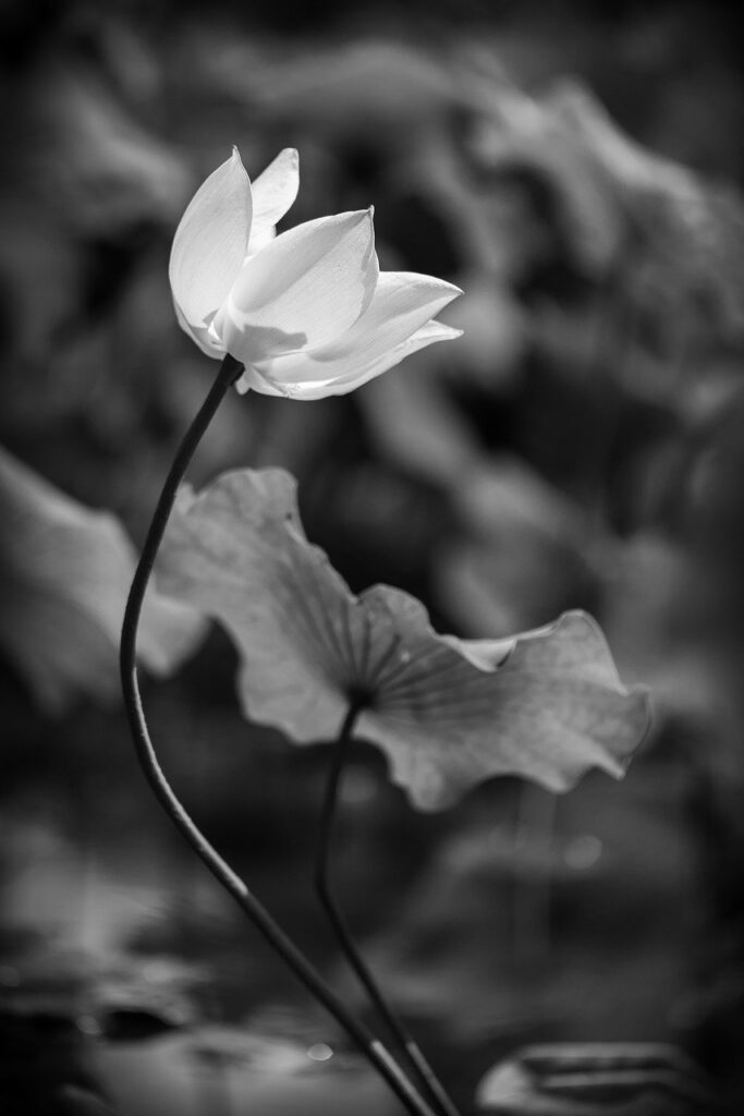 lotus flowers