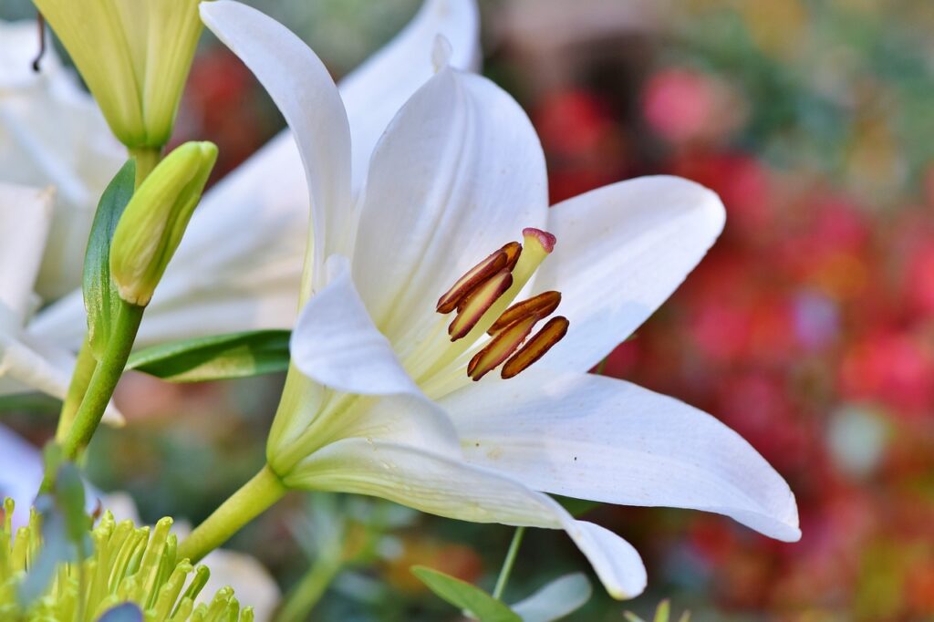 flowering plants