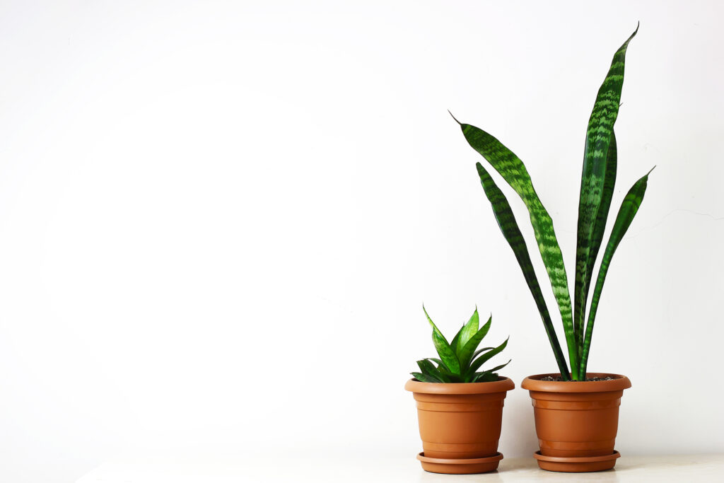 snake plant benefits
