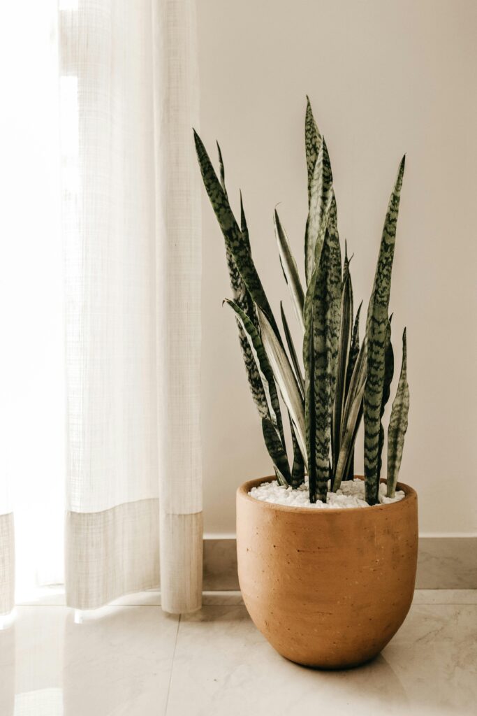 snake plant